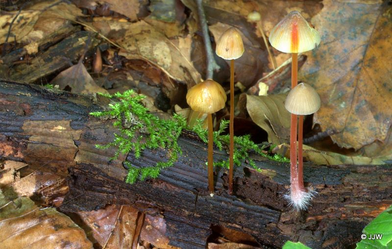 Mycena crocata